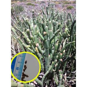 ユーフォルビア アウレオビリディフォリア 多頭 ユーフォルビア アウレオビリディフォリア 多頭 isla del