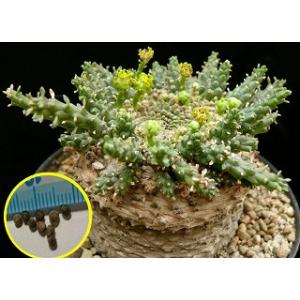 2025年12月】ユーフォルビア（その他種、種子）のおすすめ人気