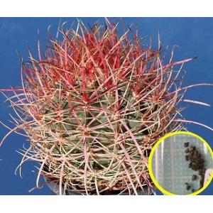 棘が金色（黄色）のフェロカクタス・ジョンストン玉（Ferocactus
