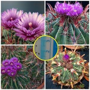 種子15粒　フェロカクタス　日の出丸(Ferocactus latispinus)