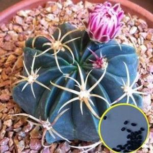 種子15粒 エキノカクタス・クルビスピナス(狂刺金鯱)(Echinocactus