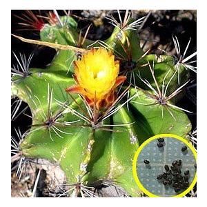 フェロカクタス　勇壮丸(Ferocactus robustus)の種子