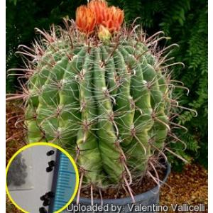 種子15粒 フェロカクタス・サンタマリア(Ferocactus santa-maria