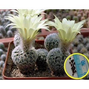 カルメン玉　フェロカクタス　金棘 カルメン玉 フェロカクタス 金棘 カルメン玉 フェロカクタス 金