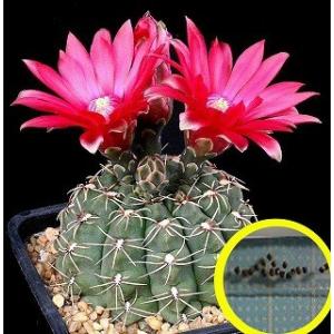 ギムノカリキウム 緋花玉(Gymnocalycium Baldianum)の種子｜succulent