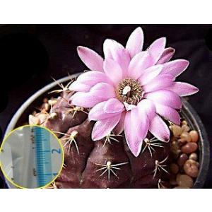 ギムノカリキウム・ダムシー・ロツンドウラム(麗蛇丸)(Gymnocalycium Damsii Rotundulum)の種子