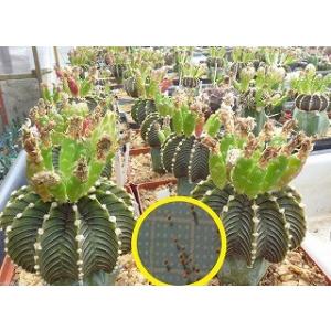 種子20粒 亀甲竜(Dioscorea elephantipes)(アフリカ亀甲竜)の種子