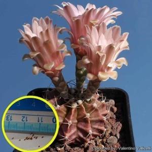 アズテキウム紅籠（Aztekium valdezii）の種子 : 多肉植物ワールド