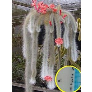 種子20粒・50粒・100粒 キンシャチ(金鯱) Echinocactus Grusonii