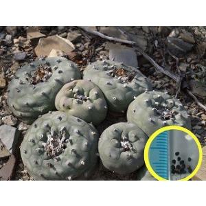 種子100粒 亀甲竜(Dioscorea elephantipes)(アフリカ亀甲竜)の種子