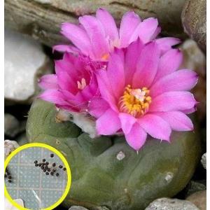 ロホホラ　銀冠玉(Lophophora diffusa subs. fricii)の種子｜多肉植物ワールド