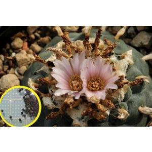 ロホホラ 烏羽玉(Lophophora williamsii)の種子