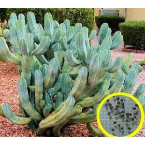 アズテキウム 紅籠 Aztekium valdezii アズテキウム紅籠（Aztekium valdezii）の種子 : 多肉植物