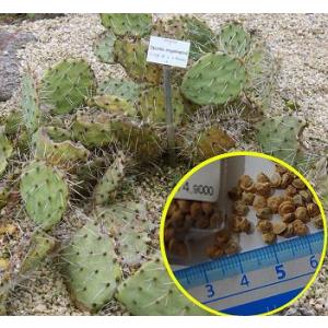 オプンチア　エンゲルマニーの種子(Opuntia engelmannii var engelmann...