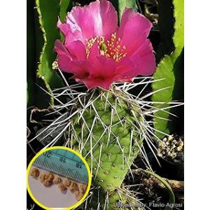 種子20粒 オプンチア 金烏帽子(きんえぼし)(Opuntia microdasys