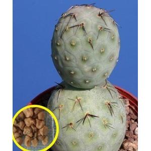 種子10粒 オプンチア・テフロカクタス・アレクサンデリ・ゲオメトリクス(Opuntia Tephrocactus alexanderi v. geometricus)