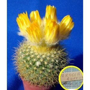 サボテン 紅裳竜 実生 ※鉢のまま発送 サボテン 紅裳竜 実生 鉢のまま