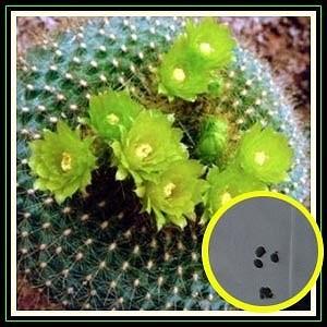 パロディア 黄雪晃 (Parodia haselbergii ssp graessneri)の種子 : cts 