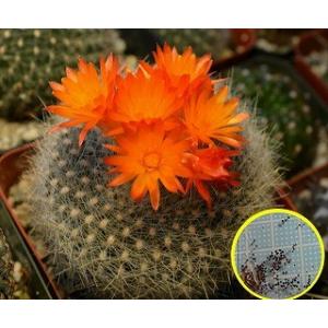 種子20粒 パロディア(ノトカクタス/ ブラジリカクタス)　雪晃（セッコウ）(parodia Has...