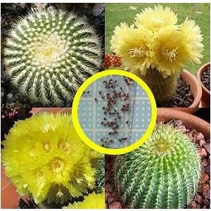 パロディア レニングハウシィ 金晃丸 黄翁丸 金星丸 Parodia Leninghausii の種子 Cts Prd Parodia Leninghausii 多肉植物ワールド 通販 Yahoo ショッピング