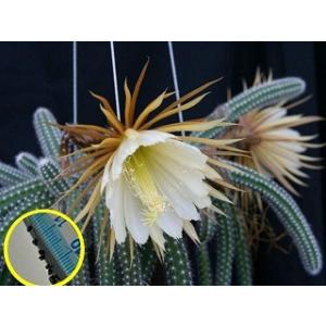 種子15粒 オブレゴニア・デネグリイ 帝冠(Obregonia denegrii)の種子