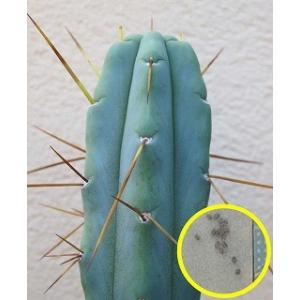 レア Trichocereus macrogonus 大稜柱 種子20粒 トリコケレウス・マクロゴナス 大稜柱(Trichocereus