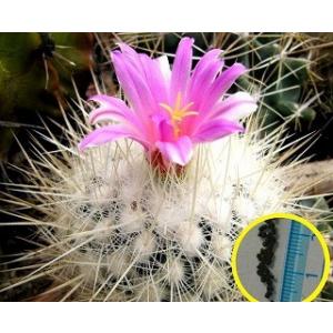 テロカクタス・マクドエリー（Thelocactus conothele macdowellii）の種...