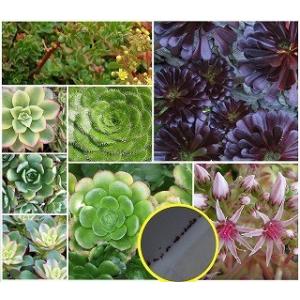 種子40粒  アエオニウムの種子ミックス(Aeonium mix 40 pcs)｜succulent