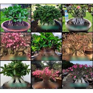 種子9粒　アデニウム・アラビカム種子ミックス（９品種のアラビカムを含むミックス）