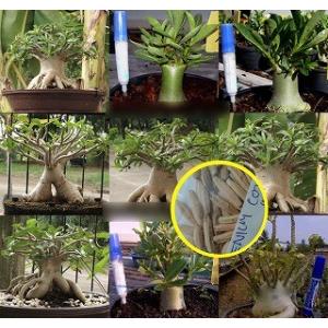 種子10粒　アデニウム アラビカム種子ミックス（９種混合から抽出）