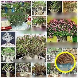 アデニウム・アラビカム種子ミックス(ADENIUM ARABICUM MIXED)