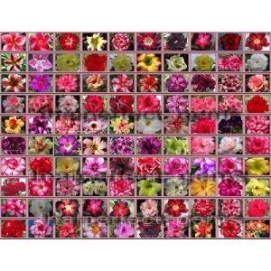 種子12粒 アデニウム・オベスム種子ミックス（１００種類混合から抽出）