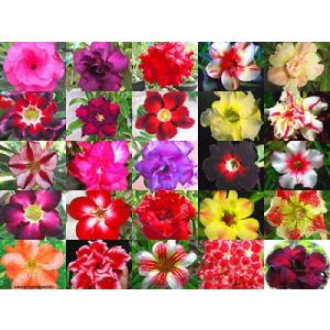 種子10粒　アデニウム・オベスム種子ミックス（２５種から別々抽出）