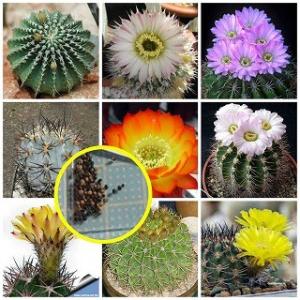 種子20粒 セレニケレウス属(Selenicereus)種子ミックス : 多肉植物