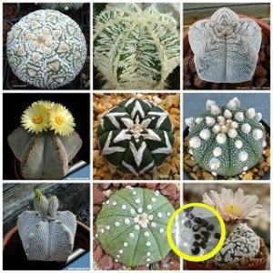 種子20粒　アストロフィツムの種子ミックス(Astrophytum MIX)｜succulent