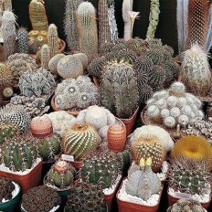 コピアポア・デュラ(銅羅丸)(COPIAPOA DURA)の種子 : 多肉植物