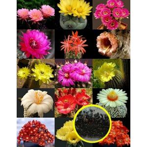 種子20粒 トリコケレウス属(Trichocereus)種子ミックス : 多肉