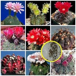 種子20粒 セレニケレウス属(Selenicereus)種子ミックス : 多肉