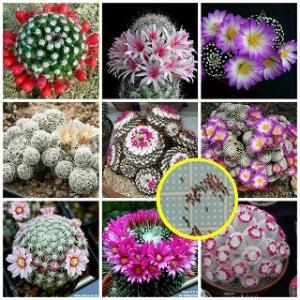種子20粒 トリコケレウス属(Trichocereus)種子ミックス : 多肉植物
