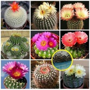 ベンケイチュウ　弁慶柱　10株　3号 ベンケイチュウ（弁慶柱） (Carnegiea gigantea)の特徴,育て方