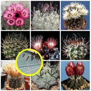 ピロカクタス（エリオシケ）・ブルボカリクス(PYRRHOCACTUS BULBOCALYX
