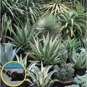 種子20粒・50粒・100粒　アガベの種子ミックス(Agave Mix)｜多肉植物ワールド