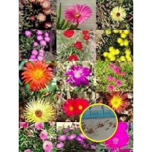 ピロカクタス（エリオシケ）・ブルボカリクス(PYRRHOCACTUS BULBOCALYX