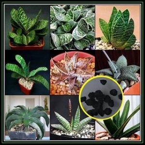 ピロカクタス（エリオシケ）・ブルボカリクス(PYRRHOCACTUS BULBOCALYX