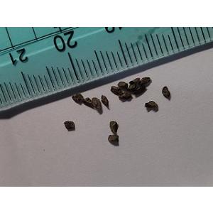 ハオルチア 種子の商品一覧 通販 Yahoo ショッピング