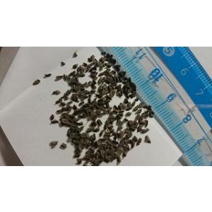 ハオルチア 種子の商品一覧 通販 Yahoo ショッピング