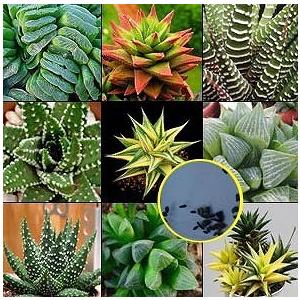 ハオルチア 種子の商品一覧 通販 Yahoo ショッピング