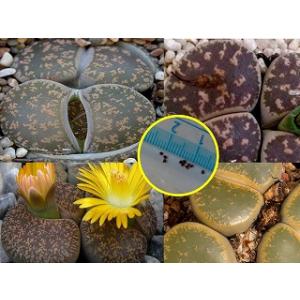 リトープス・レスリー種子ミックス(Lithops lesliei)