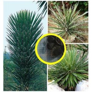 種子15粒 ユッカ ロストラータ 'グレイ グリーン'(Yucca Rostrata
