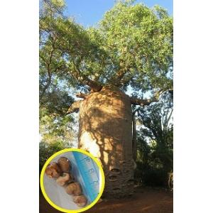 3月入荷 100粒 バオバブ アダンソニア ディギタータ 種 種子 証明書あり2 2025年最新】アダンソニアの人気アイテム - メルカリ